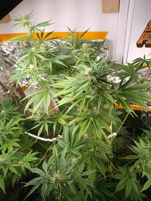 GROWBOX 3 (14.+15.+16.). Week 7