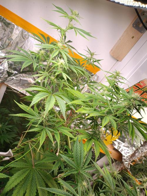 GROWBOX 3 (14.+15.+16.). Week 7