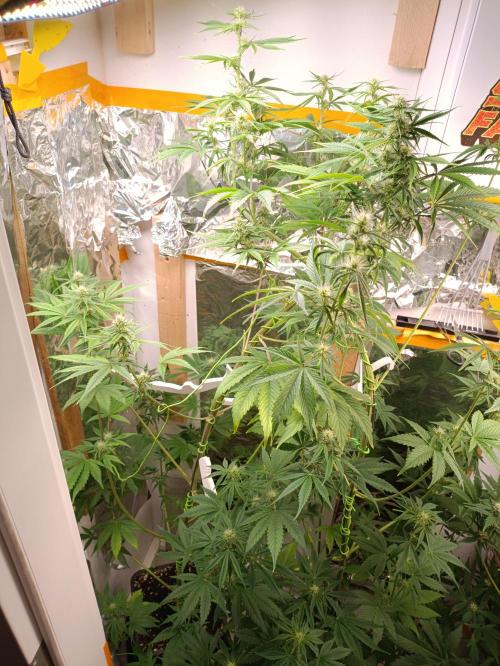 GROWBOX 3 (14.+15.+16.). Week 7