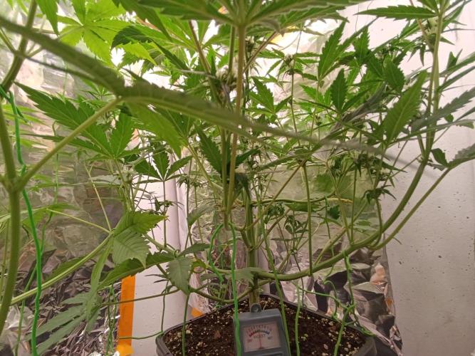 GROWBOX 3 (14.+15.+16.). Week 7