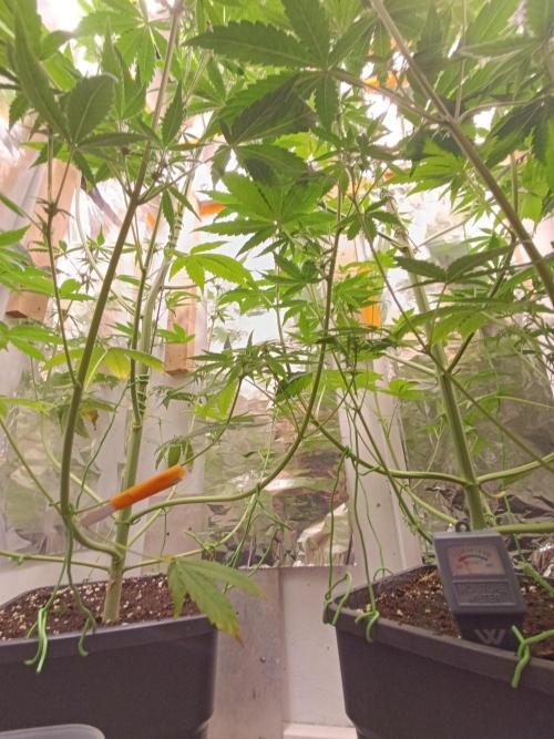 GROWBOX 3 (14.+15.+16.). Week 7