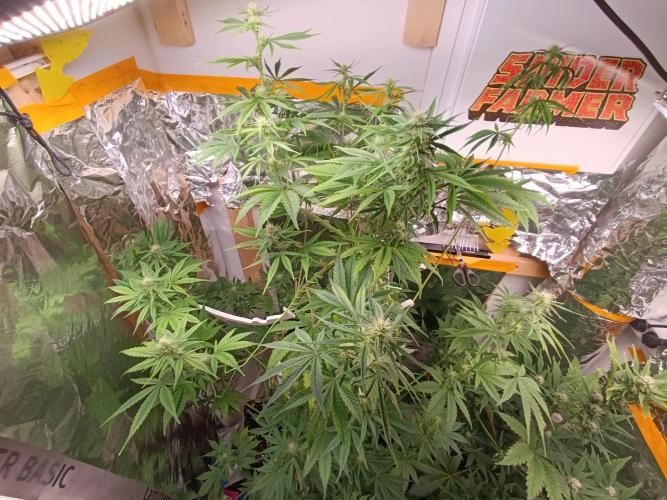 GROWBOX 3 (14.+15.+16.). Week 7