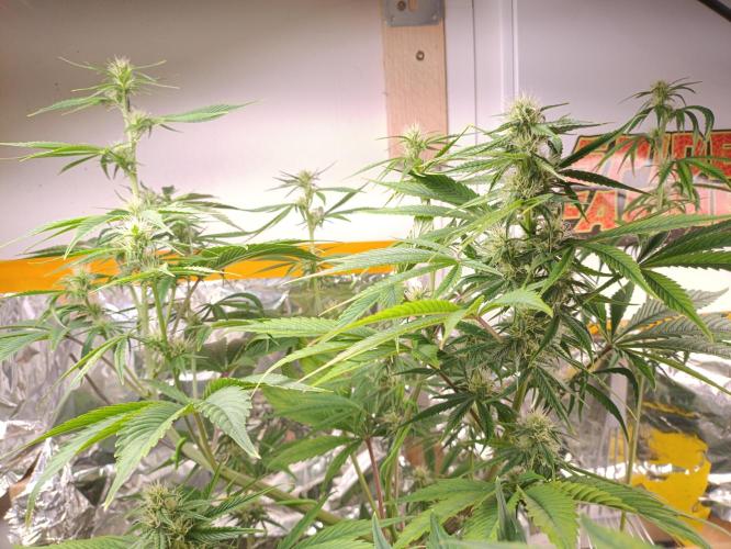 GROWBOX 3 (14.+15.+16.). Week 7