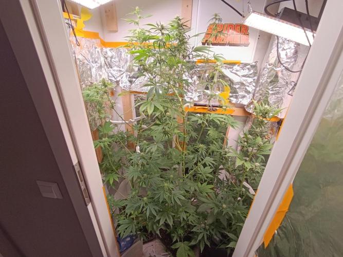 GROWBOX 3 (14.+15.+16.). Week 7