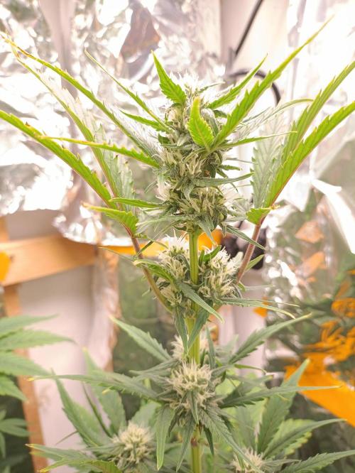 GROWBOX 3 (14.+15.+16.). Week 7