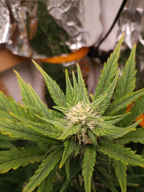 GROWBOX 3 (14.+15.+16.). Week 7