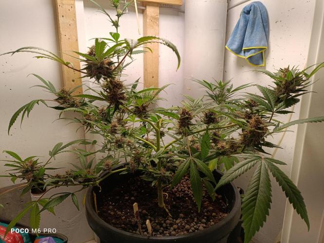 42 Fast BUDS - 2. Purple Punch. Week 14