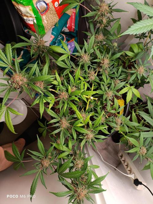 Purple Punch Auto. Week 14