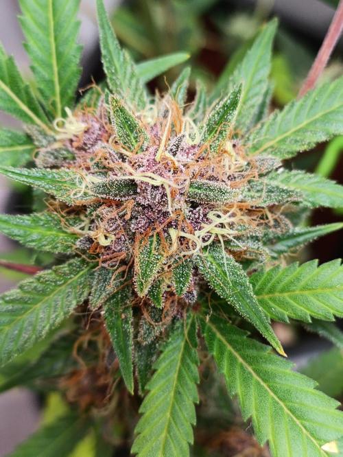42 Fast BUDS - 2. Purple Punch. Week 16