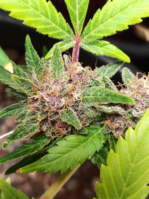 42 Fast BUDS - 2. Purple Punch. Week 16