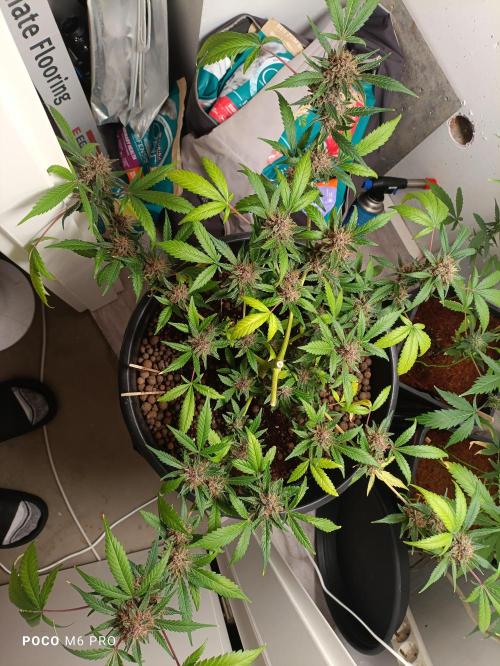 Purple Punch Auto. Week 16