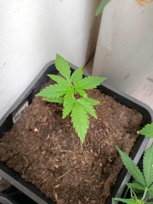 42 Fast BUDS - 3. Pineapple Express. Week 4