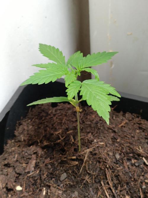 42 Fast BUDS - 3. Pineapple Express. Week 4