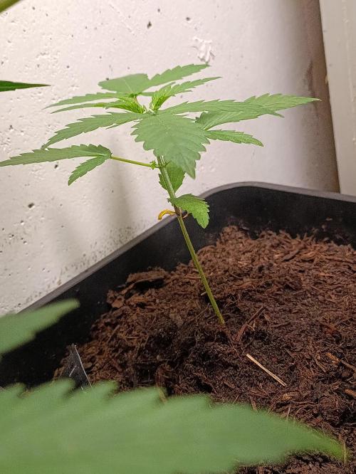 42 Fast BUDS - 3. Pineapple Express. Week 4