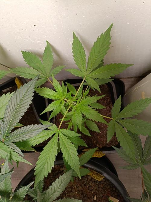 42 Fast BUDS - 3. Pineapple Express. Week 6