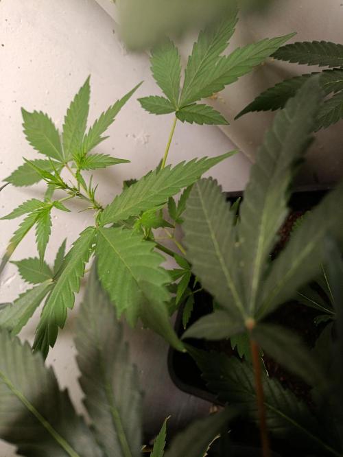 42 Fast BUDS - 3. Pineapple Express. Week 6