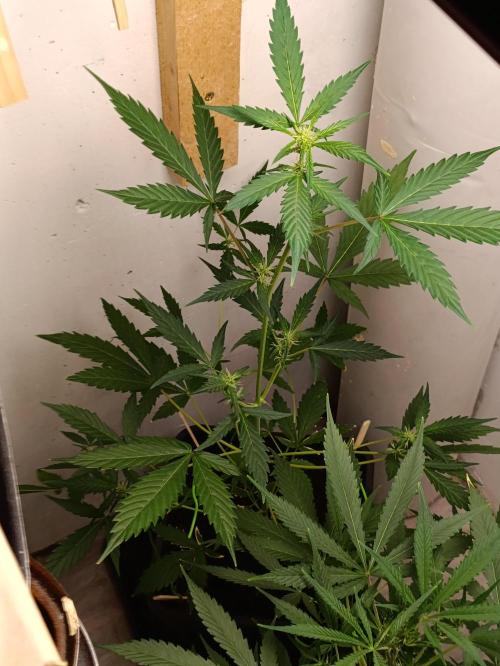 42 Fast BUDS - 3. Pineapple Express. Week 7