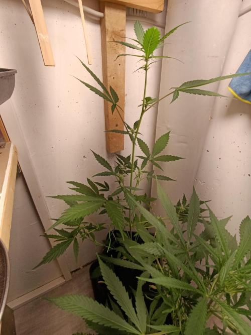 42 Fast BUDS - 3. Pineapple Express. Week 7