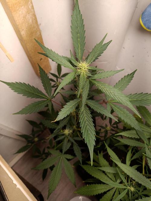 42 Fast BUDS - 3. Pineapple Express. Week 8