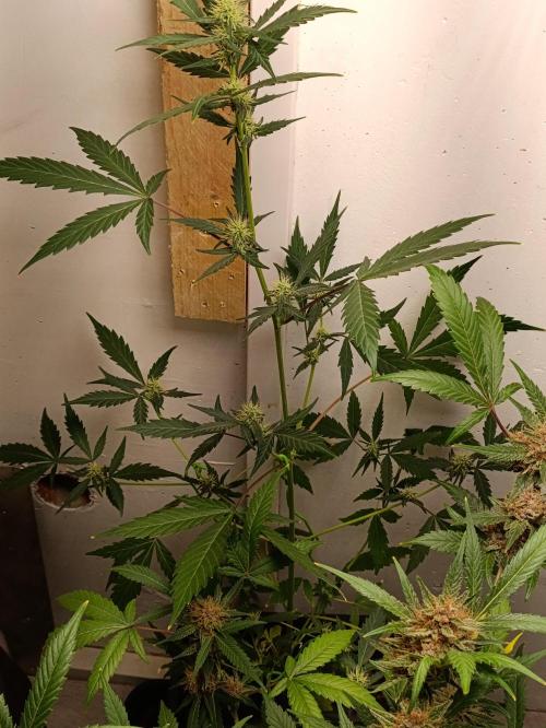 42 Fast BUDS - 3. Pineapple Express. Week 8