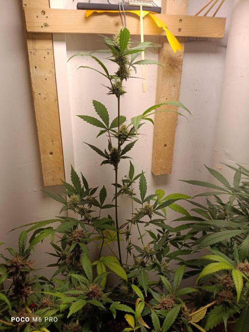 42 Fast BUDS - 3. Pineapple Express. Week 10