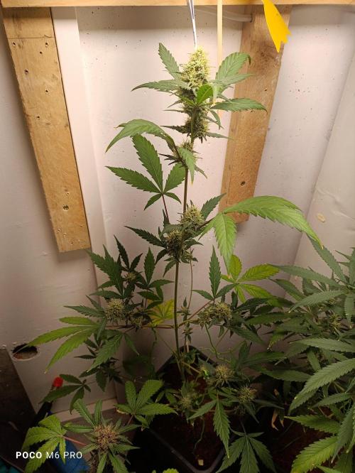 42 Fast BUDS - 3. Pineapple Express. Week 10