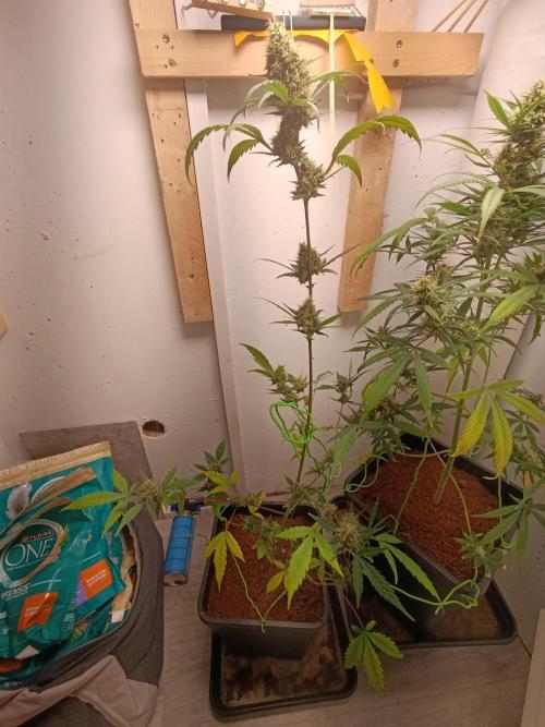 42 Fast BUDS - 3. Pineapple Express. Week 12