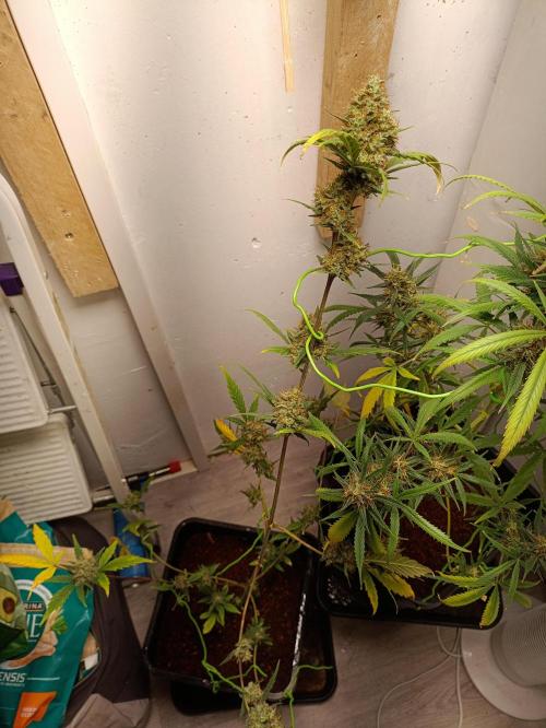42 Fast BUDS - 3. Pineapple Express. Week 12