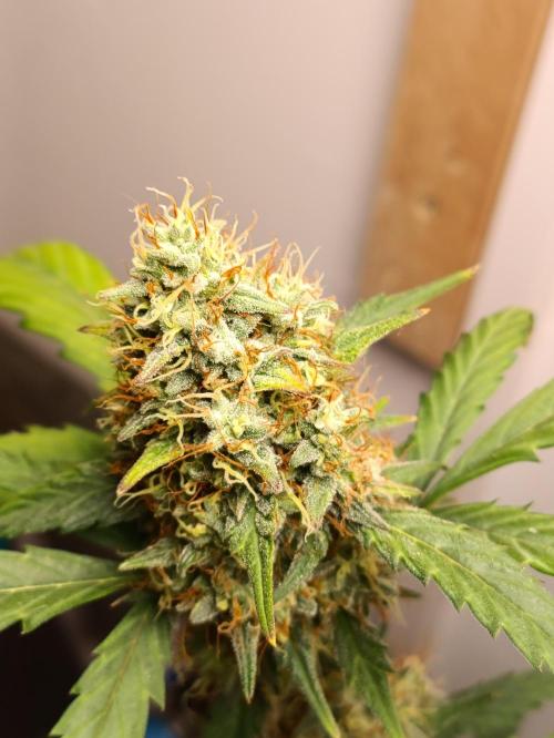 42 Fast BUDS - 3. Pineapple Express. Week 12