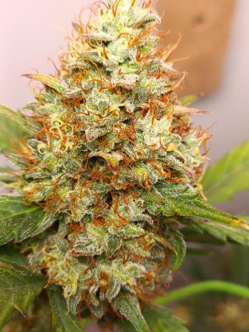 42 Fast BUDS - 3. Pineapple Express. Week 12