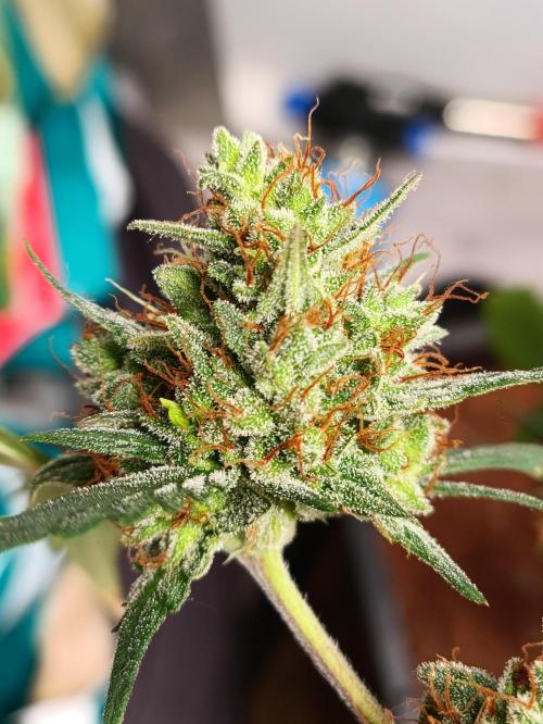 42 Fast BUDS - 3. Pineapple Express. Week 14