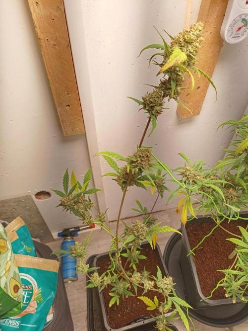 42 Fast BUDS - 3. Pineapple Express. Week 14