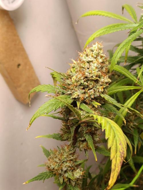 42 Fast BUDS - 3. Pineapple Express. Week 14