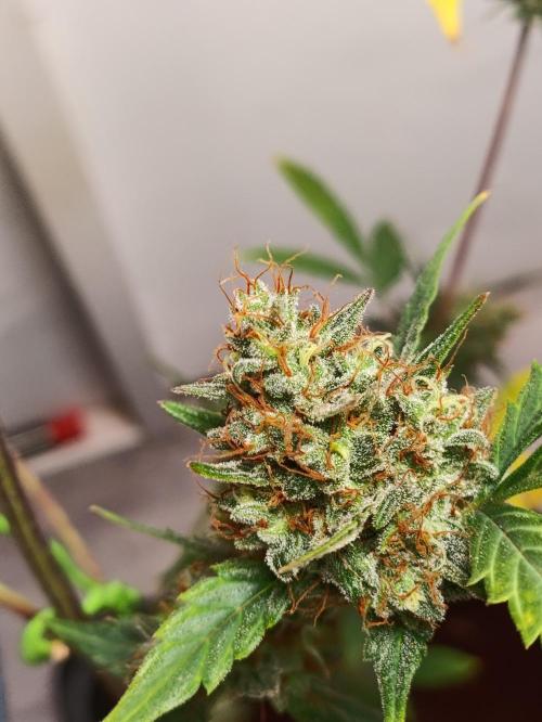 42 Fast BUDS - 3. Pineapple Express. Week 14