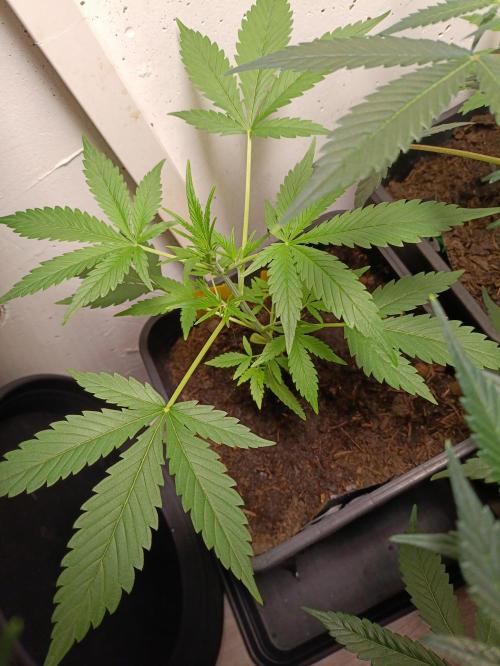 42 Fast BUDS - 4. Strawberry Pie. Week 4