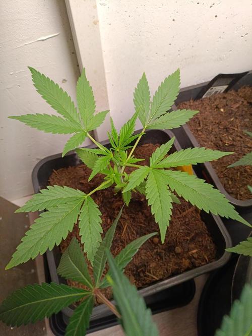 42 Fast BUDS - 4. Strawberry Pie. Week 4