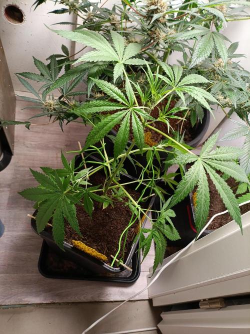 42 Fast BUDS - 4. Strawberry Pie. Week 6