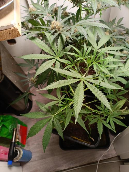 42 Fast BUDS - 4. Strawberry Pie. Week 6