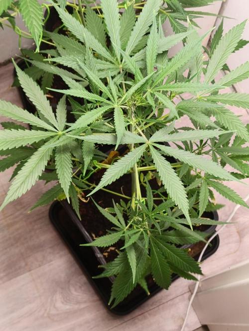 42 Fast BUDS - 4. Strawberry Pie. Week 7