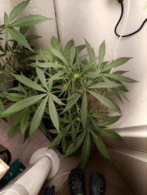 42 Fast BUDS - 4. Strawberry Pie. Week 8