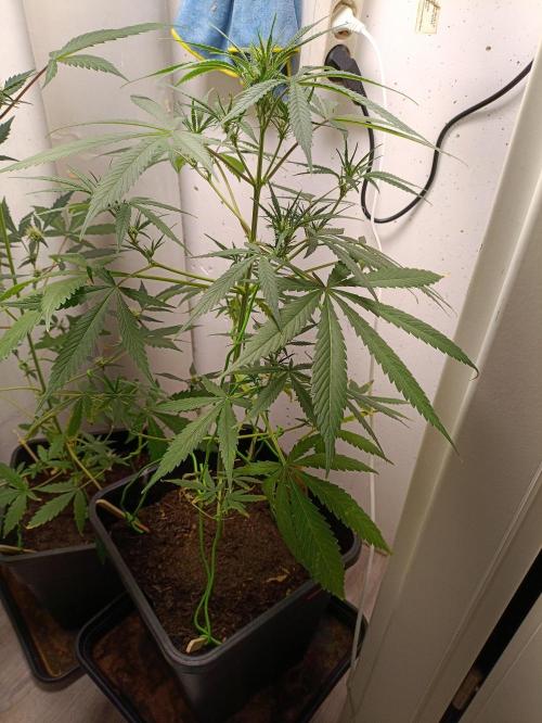 42 Fast BUDS - 4. Strawberry Pie. Week 8