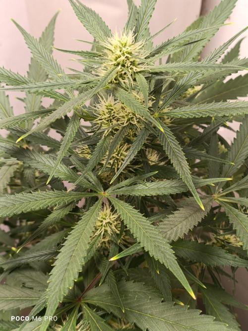 42 Fast BUDS - 4. Strawberry Pie. Week 10
