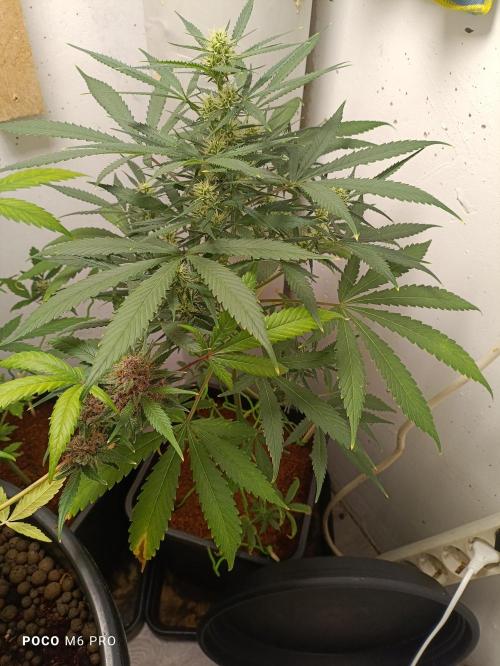 42 Fast BUDS - 4. Strawberry Pie. Week 10