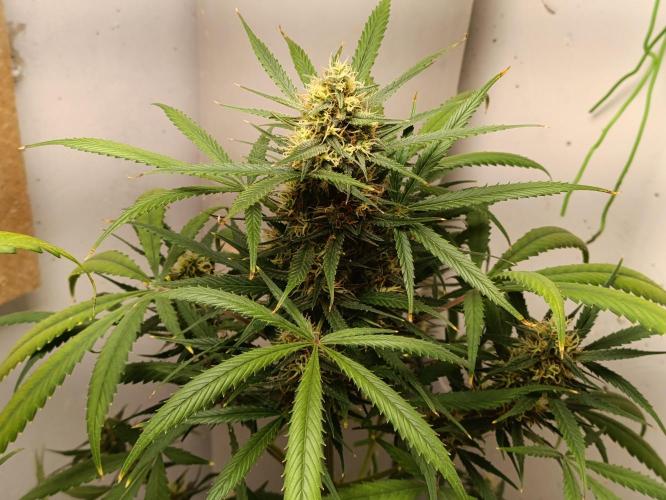 42 Fast BUDS - 4. Strawberry Pie. Week 12