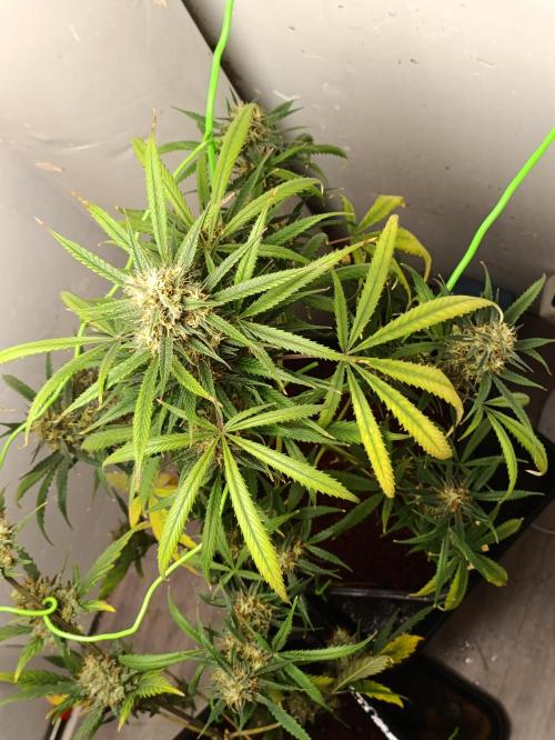 42 Fast BUDS - 4. Strawberry Pie. Week 12