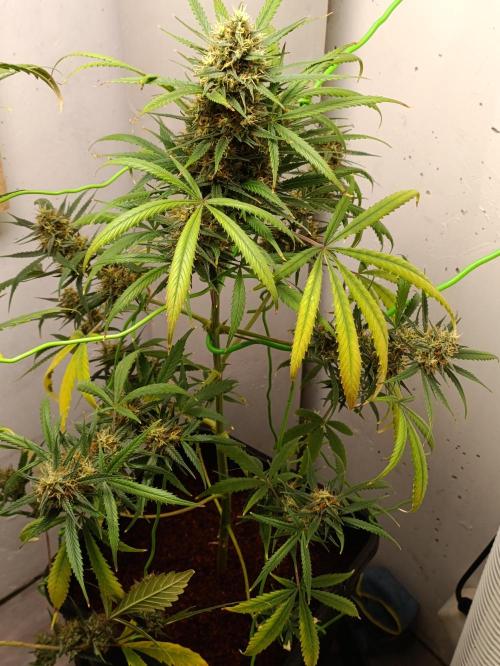 42 Fast BUDS - 4. Strawberry Pie. Week 12