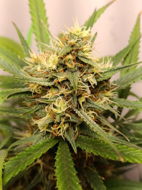 42 Fast BUDS - 4. Strawberry Pie. Week 12