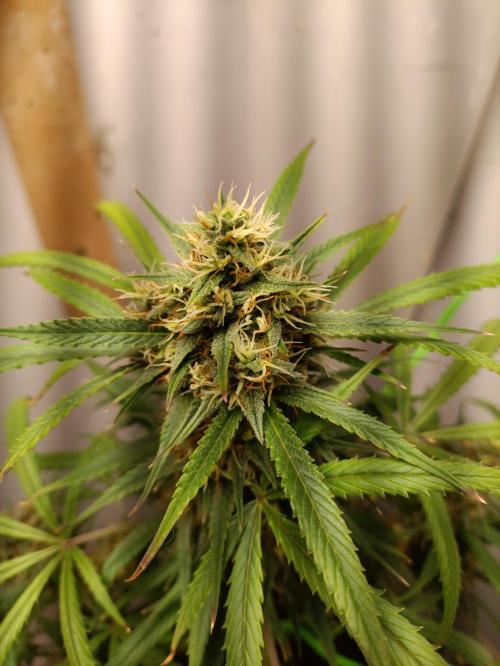 42 Fast BUDS - 4. Strawberry Pie. Week 13