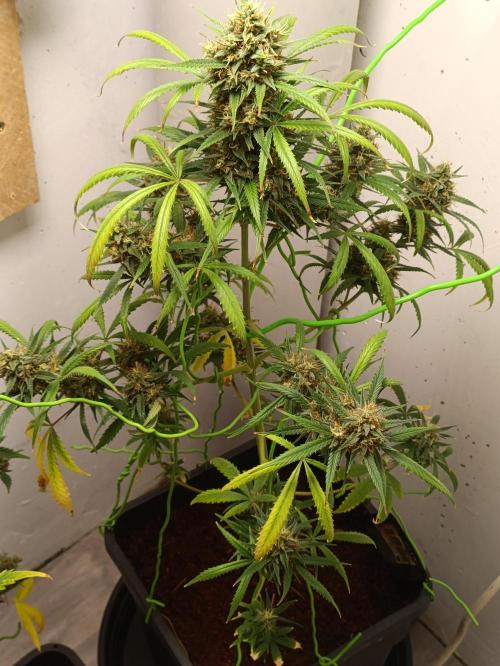 42 Fast BUDS - 4. Strawberry Pie. Week 13