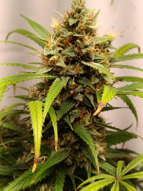 42 Fast BUDS - 4. Strawberry Pie. Week 14